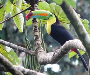 San José: Arenal Volcano, Waterfalls, Coffee and Hot Springs