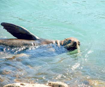Akaroa: Pohatu Pinguïns Scenic Nature Tour van 2 uur of 4 uur