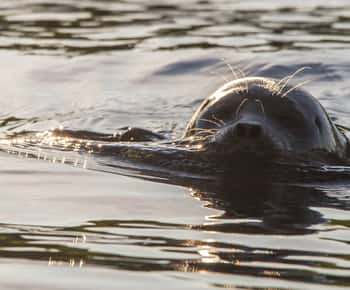 Puumala: Robbenbeobachtungsfahrt auf dem Saimaa-See