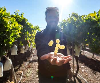 Alicante: Tur vinicol în mediul rural cu 4 degustări