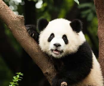 Chengdu: Research Base of Giant Panda Breeding e-Ticket
