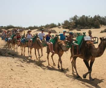 Maspalomas: Geführter Kamelritt in den Sanddünen von Maspalomas