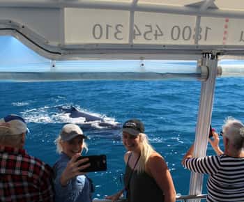 Hervey Bay: Ultimate Whale Watching Experience