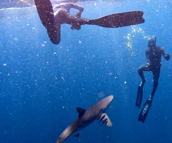 Cabo San Lucas: Snorkel con Tiburones w/Drinks & Snacks