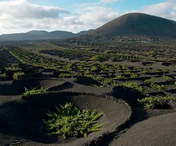 Lanzarote: Dagvullende tour per bustour met panoramisch uitzicht