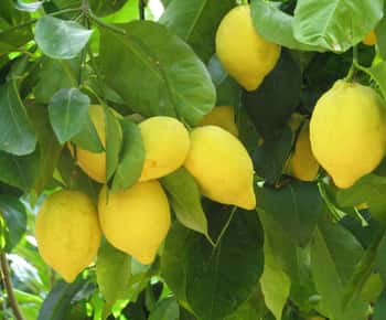 Sorrento: Tur de degustare de lămâie, ulei de măsline și vin cu prânz