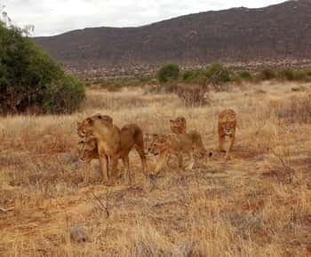 From Mombasa: Tsavo National Park Full-Day Group Trip