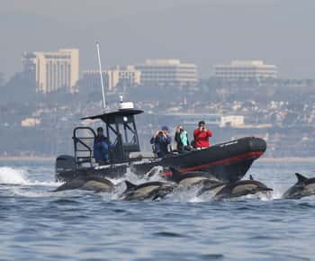 Newport Beach: Das ultimative Walbeobachtungsabenteuer