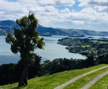 Dunedin: Destaques da cidade e paisagens da Península de Otago