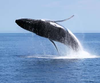 Dunsborough: Whale Watching Tour