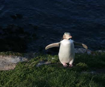 Dunedin: Península de Otago com tour guiado pelos pinguins