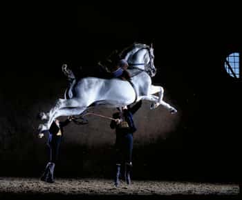 Jerez de la Frontera: Andalusian Horse Dance and Museums