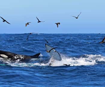 Bremer Bay: Expedição às baleias assassinas de Bremer Canyon
