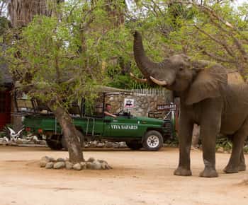 Johannesburg : Safari classique de 4 jours dans le parc national Kruger