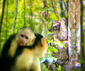 Panama: Monkey and Sloth Jungle Habitat Panama Tour