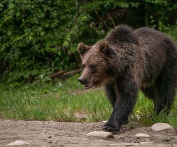 From Brasov: Small-Group Brown Bear Watching Tour