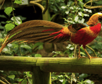Affenland, Vögel von Eden, Jukani - Tierschutzgebiete