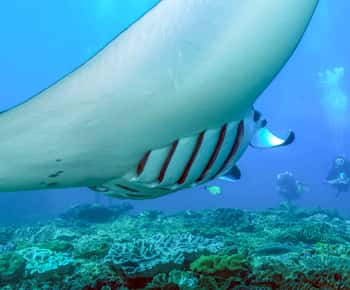 Bali: viagem de mergulho com snorkel de dia inteiro para Nusa Penida e Manta Point