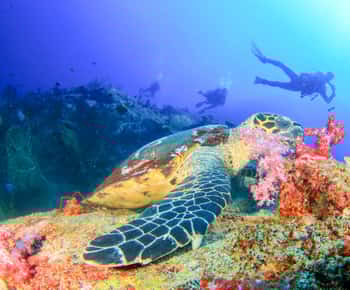 Bali: Padangbai Blue Lagoon Beginner's Dive Experience