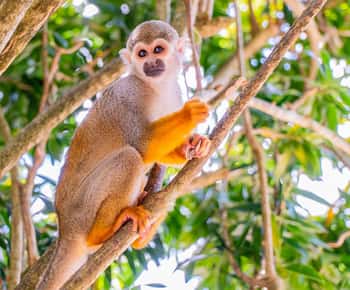 Bayahibéből: Majomország szafari: Félnapos Monkeyland Safari