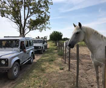Camargue: Safari from Saintes-Maries-de-la-Mer