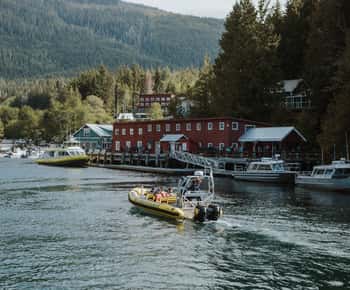 Telegraph Cove: Passeio de 3 horas para observação de baleias num barco Zodiac