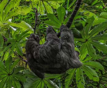 San Jose: Walking Nature Tour with Sloths, Birds, and Trees