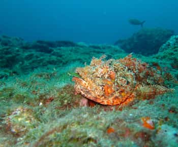 Coron: Barracudasjön, Skelettvraket, båttur i Twin Lagoon
