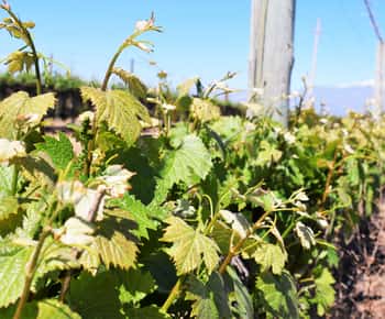 Mendoza : visite d'une demi-journée avec dégustations de vins