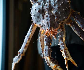 Tromsø: Norrsken Live King Crab Dinner vid havet