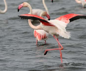 From Avignon: Camargue Tour with Pont de Gau Bird Park Entry