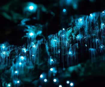 Byron Bay: Vermes luminescentes, cascatas e experiência na floresta tropical