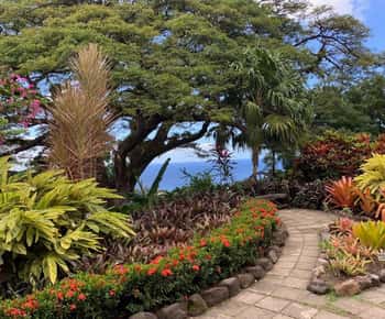 Best of St. Kitts Tour