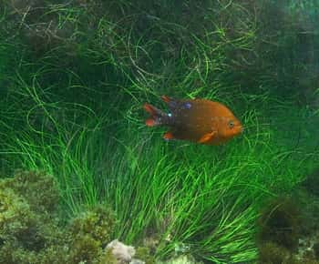 La Jolla: Passeio de caiaque e snorkel de 2,5 horas