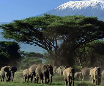 Private Safari Day-Tour in Amboseli National Park