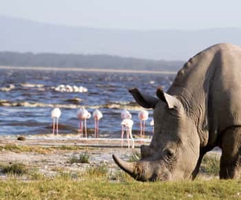 Desde Nairobi: Excursión de un día a los Lagos Nakuru y al Parque Nacional de Naivasha