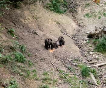From Brasov: Bear Watching in the Wild