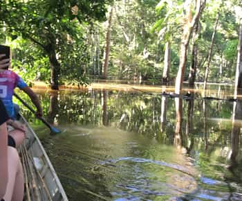 From Manaus: One-Day Amazon Jungle Experience