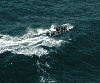 Plettenberg Bay: Whale-Watching-Bootsfahrt