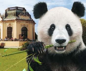 Ingressos sem fila para o Jardim Zoológico de Schönbrunn