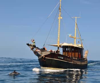 La Palma: Bussard Premium Tour Meeresbiologie & Natur