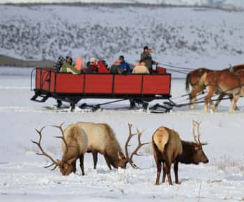 Jackson: Viagem de 1 dia ao Grand Teton e ao Refúgio Nacional dos Alces