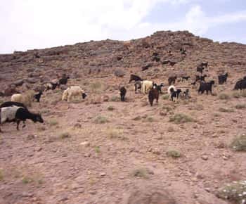 From Ouarzazate: 2-Day Erg Lihdoui and Mhamid Desert Tour