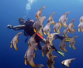 From Koh Kood: Certified Dive Trip