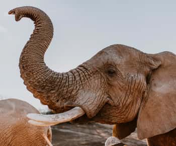 Cape Town: 2-dagers dyrelivstur med safari og luksusopphold
