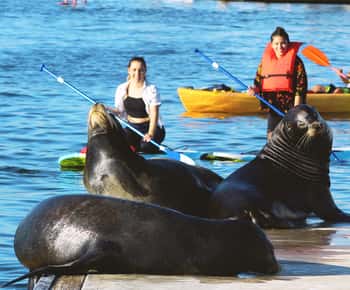 Marina Del Rey: Kayak and Paddleboard Tour with Sea Lions