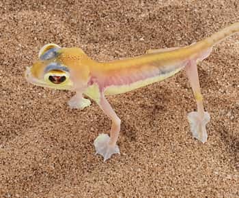 Swakopmund: Little Five Desert Wildlife Quadtour