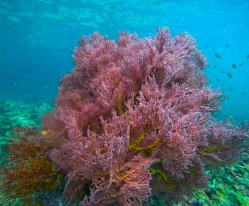 Trang: Emerald Cave, Kradan, Chueak Snorkeling Boat Trip
