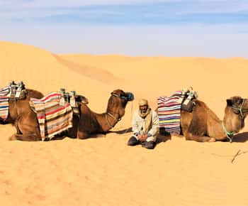From Djerba: Full-Day Ksar Ghilane, Sahara and Oasis Tour
