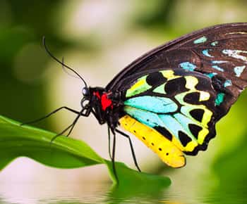 Australian Butterfly Sanctuary
